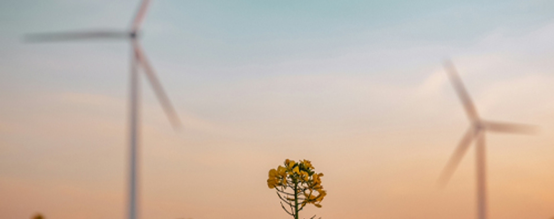 A peaceful image of a field of flowers with wind turbines in the background.